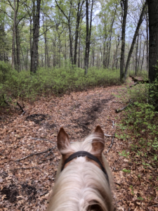 Trail ride with my haflinger