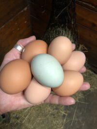 Middle aged white woman's left hand with silver thumb ring holding 6 brown eggs with 1 blue egg in the center